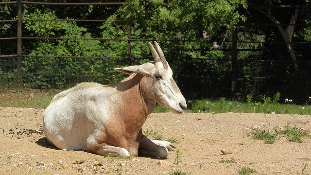 Kostenloser Download Oryx Dammah Antelope The - kostenloses Foto oder Bild zur Bearbeitung mit GIMP Online-Bildbearbeitung