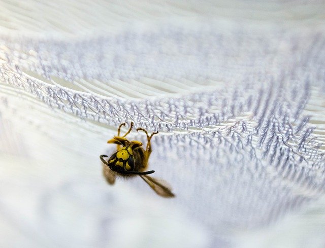 Bezpłatne pobieranie Osa Insect Macro - bezpłatne zdjęcie lub obraz do edycji za pomocą internetowego edytora obrazów GIMP