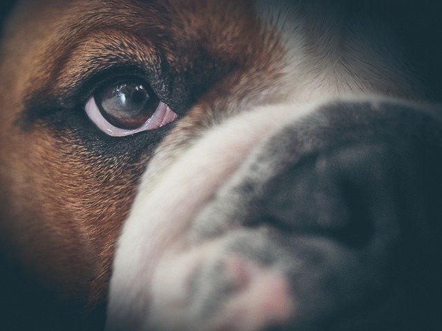Скачать бесплатно Oscar English Bulldog - бесплатное фото или изображение для редактирования с помощью онлайн-редактора изображений GIMP