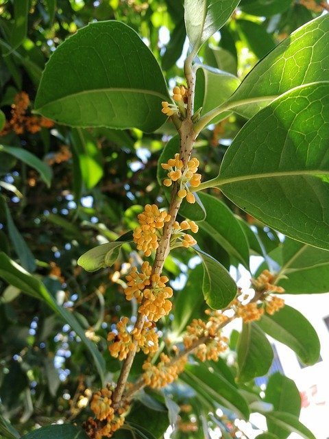 Gratis download Osmanthus Plant Green - gratis foto of afbeelding om te bewerken met GIMP online afbeeldingseditor