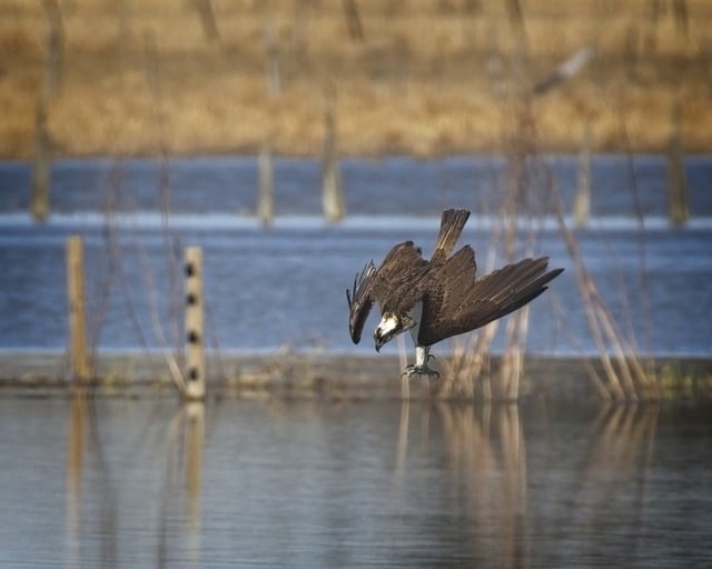Free download osprey bird diving animal free picture to be edited with GIMP free online image editor