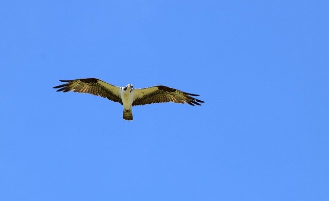 Descărcare gratuită Osprey Bird Nature - fotografie sau imagini gratuite pentru a fi editate cu editorul de imagini online GIMP