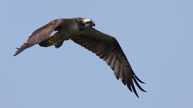 Free download osprey bird of prey sea bird nature free picture to be edited with GIMP free online image editor