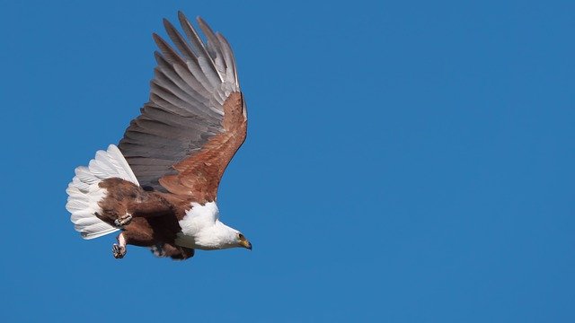 Gratis download Osprey Botswana Okavango Delta - gratis foto of afbeelding om te bewerken met GIMP online afbeeldingseditor