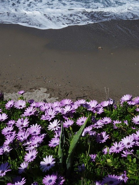 Free picture Osteospermum Crete Beach -  to be edited by GIMP free image editor by OffiDocs