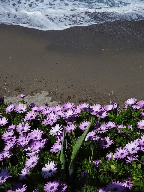 Gratis download Osteospermum Crete Beach - gratis foto of afbeelding om te bewerken met GIMP online afbeeldingseditor