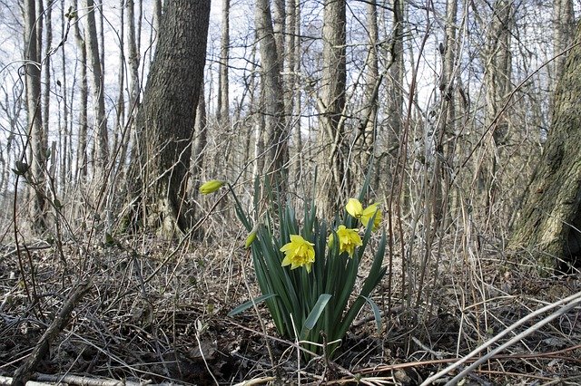 Template Photo Osterglocken Narcissus -  for OffiDocs