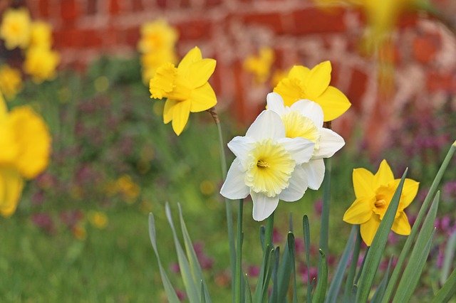 Download gratuito di Osterglocken Spring Yellow: foto o immagine gratuita da modificare con l'editor di immagini online GIMP