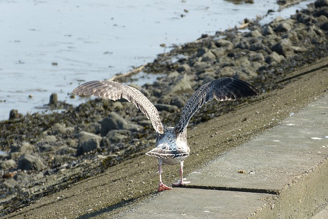 Free download ostfriesland sea gull coast free picture to be edited with GIMP free online image editor