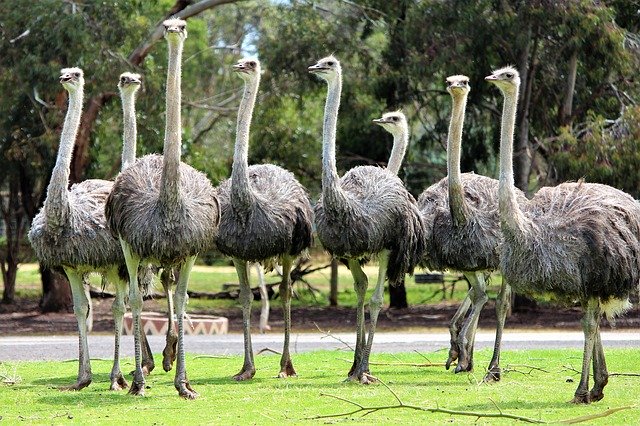 Muat turun percuma Haiwan Burung Unta - foto atau gambar percuma untuk diedit dengan editor imej dalam talian GIMP