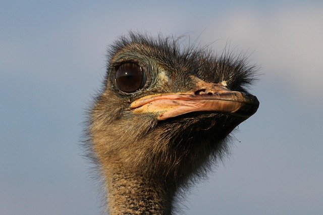 Download gratuito Ostrich Animal Bird - foto o immagine gratuita da modificare con l'editor di immagini online di GIMP