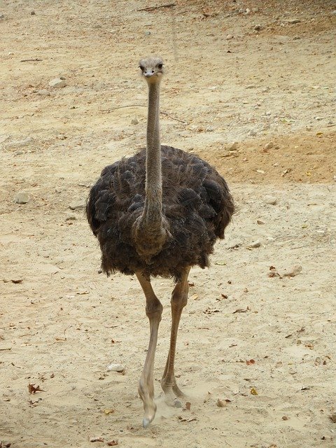 Free download Ostrich Bird Animal -  free free photo or picture to be edited with GIMP online image editor