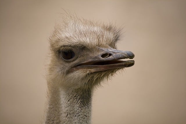 Free download ostrich bird animal beak good free picture to be edited with GIMP free online image editor