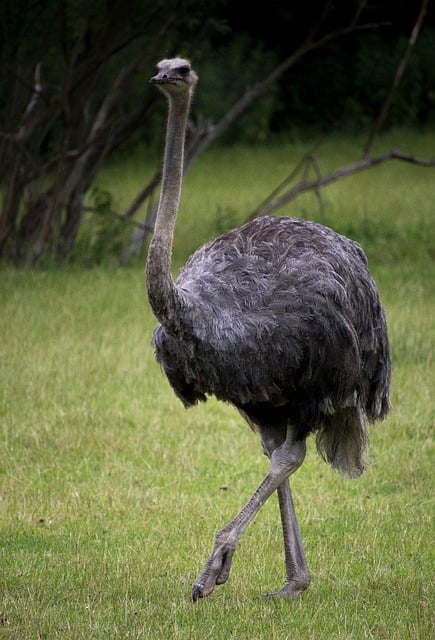 Free download ostrich bird animals nature free picture to be edited with GIMP free online image editor