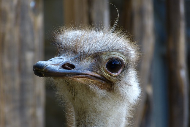 دانلود رایگان عکس منقار چشم پرنده شترمرغ از نزدیک برای ویرایش با ویرایشگر تصویر آنلاین رایگان GIMP