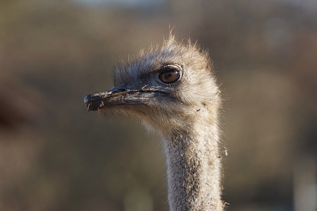 Free download ostrich bird flightless bird nature free picture to be edited with GIMP free online image editor