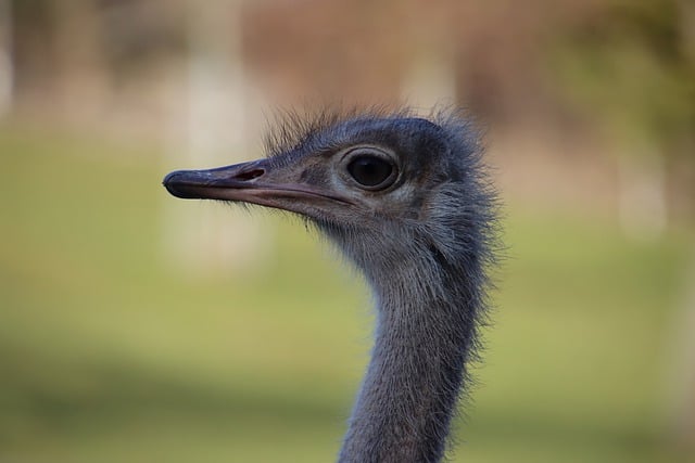 Free download ostrich bird head beak animal free picture to be edited with GIMP free online image editor