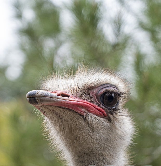 Free download ostrich bird head face beak eyes free picture to be edited with GIMP free online image editor
