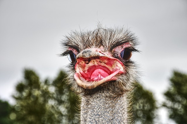 Free download ostrich bird ni animals flightless free picture to be edited with GIMP free online image editor