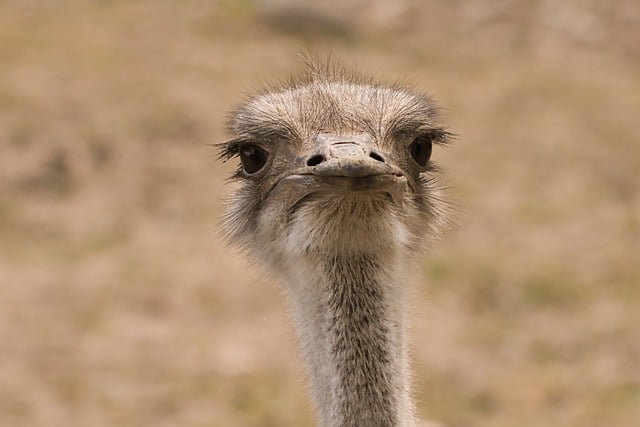 Free download ostrich bird ornithology wildlife free picture to be edited with GIMP free online image editor