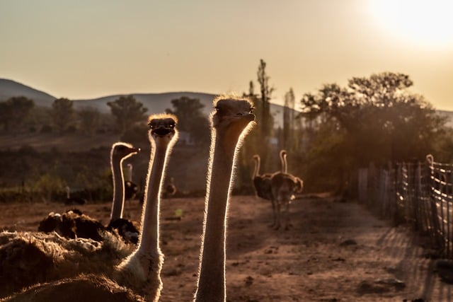 Unduh gratis burung unta burung matahari terbenam leher afrika gambar gratis untuk diedit dengan editor gambar online gratis GIMP