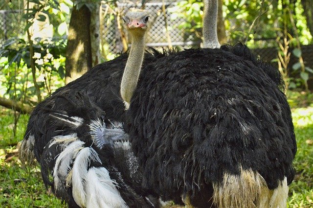 Muat turun percuma Ostrich Costa Rica Ave - foto atau gambar percuma untuk diedit dengan editor imej dalam talian GIMP