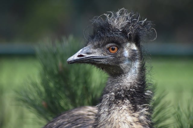 Free download ostrich emu bird flightless bird free picture to be edited with GIMP free online image editor