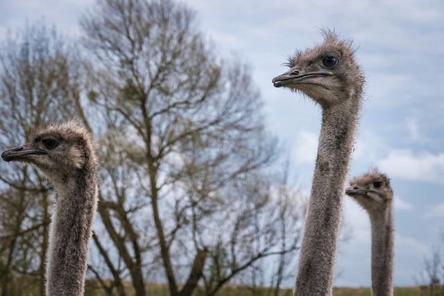 Free download ostriches animals flightless birds free picture to be edited with GIMP free online image editor