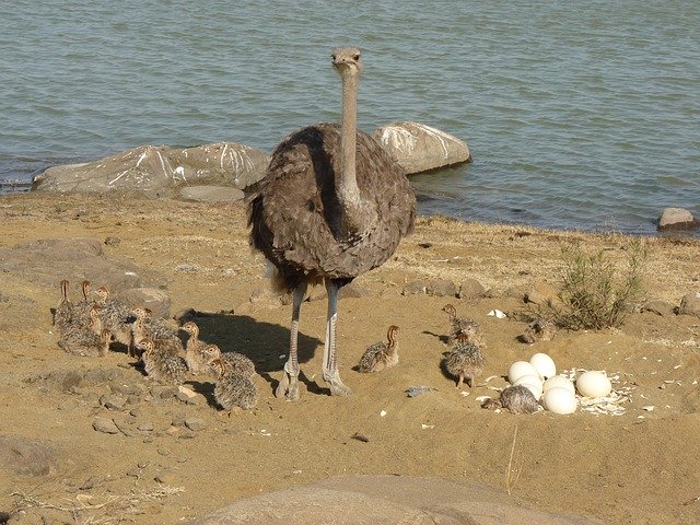 Free download Ostriches Bouquet Strauss -  free photo or picture to be edited with GIMP online image editor