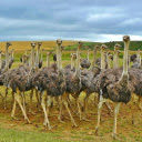Ostriches gather  screen for extension Chrome web store in OffiDocs Chromium