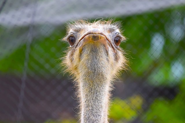 Free download ostrich eye face beak front bird free picture to be edited with GIMP free online image editor