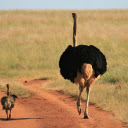 Ostrich mother and child  screen for extension Chrome web store in OffiDocs Chromium