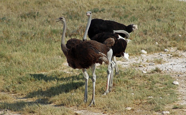 Free download ostrich safari namibia africa few free picture to be edited with GIMP free online image editor