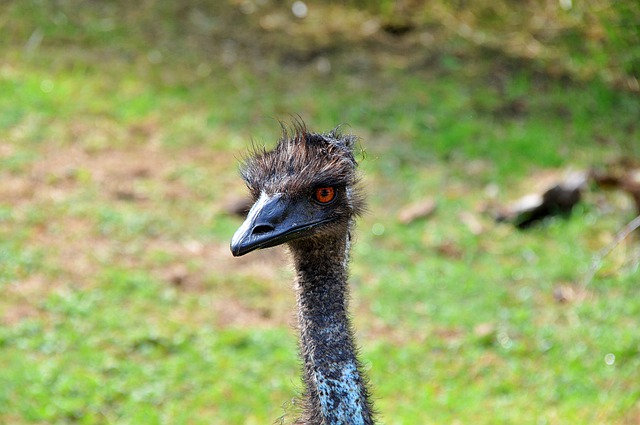 Free download ostrich zoo animal bird head free picture to be edited with GIMP free online image editor