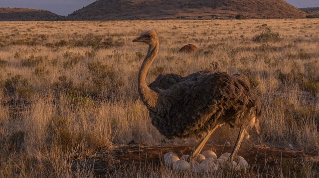 Descarga gratuita avestruz zoológico huevos nido animal pájaro imagen gratis para editar con GIMP editor de imágenes en línea gratuito
