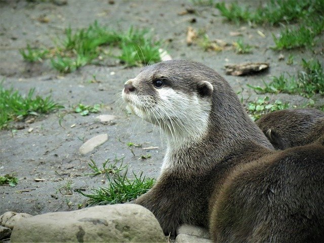 Free download Otter Adder Animal -  free photo or picture to be edited with GIMP online image editor