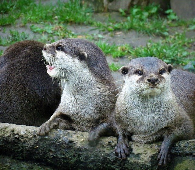Free download Otter Adder Animals -  free photo or picture to be edited with GIMP online image editor