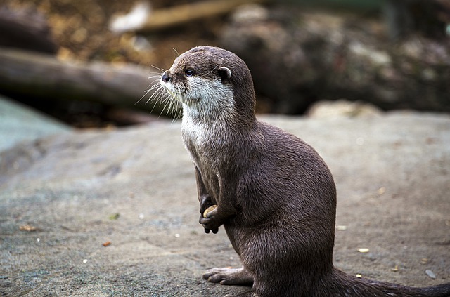 Free download otter animal nature landscape wild free picture to be edited with GIMP free online image editor