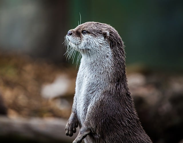 Free download otter animal nature zoo wildlife free picture to be edited with GIMP free online image editor