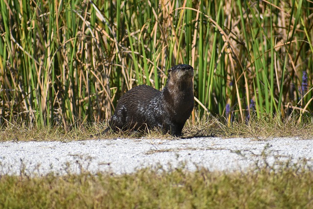 Free download otter animal wildlife reeds nature free picture to be edited with GIMP free online image editor