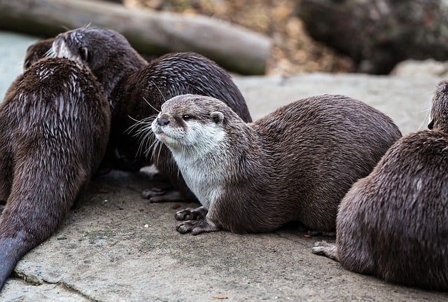 Free download otter nature mammal zoo wildlife free picture to be edited with GIMP free online image editor