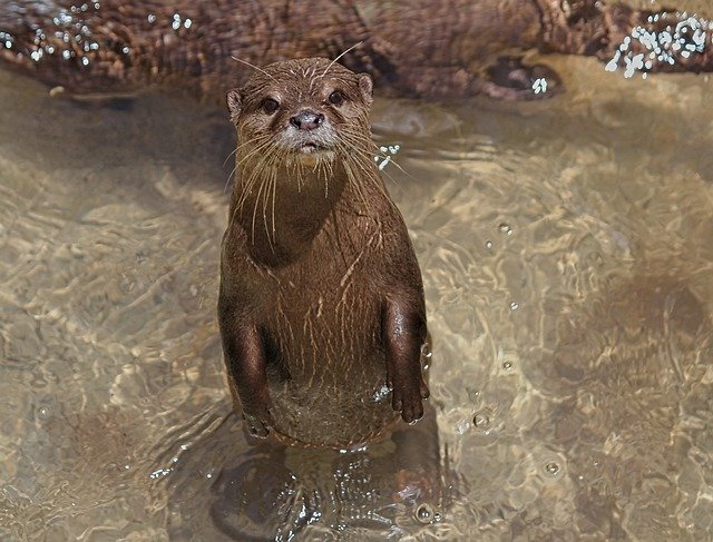 Free download Otter Small Asian -  free photo or picture to be edited with GIMP online image editor