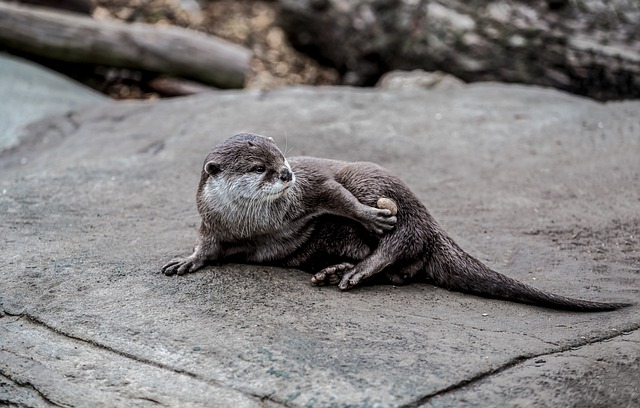 Free download otter stone mammal wildlife animal free picture to be edited with GIMP free online image editor