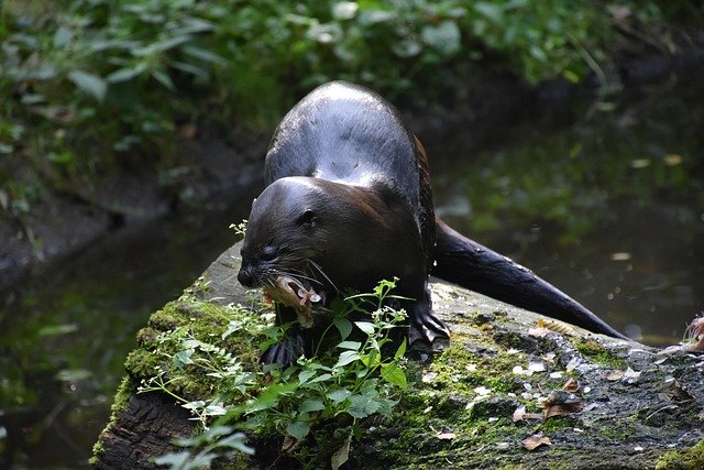 Template Photo Otter Water Rock -  for OffiDocs