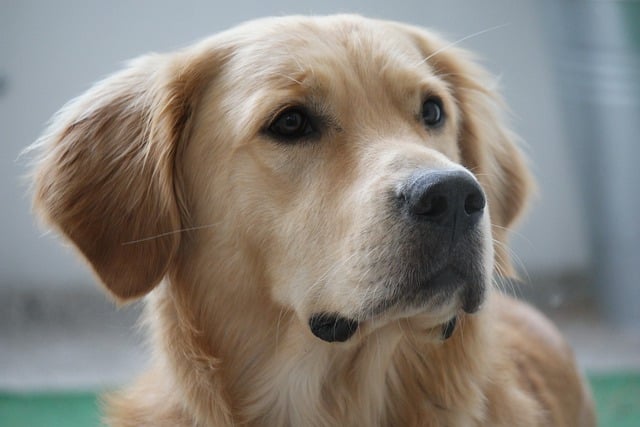 Descărcare gratuită otto câine golden retriever animal pentru a fi editată cu editorul de imagini online gratuit GIMP