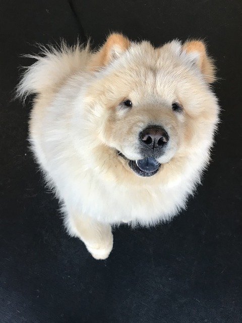 Tải xuống miễn phí Ottothechowchow Show Dog Handsome - ảnh hoặc ảnh miễn phí được chỉnh sửa bằng trình chỉnh sửa ảnh trực tuyến GIMP