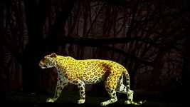 Free download Ounce Jaguar Feline -  free video to be edited with OpenShot online video editor