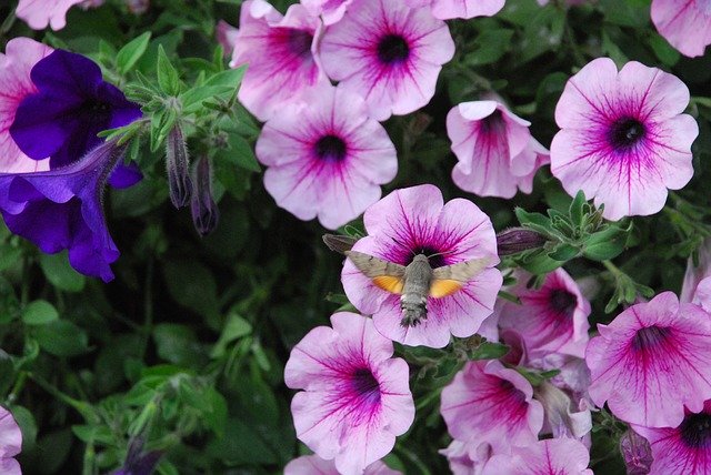 Descarga gratuita Outdoor Nature Flowers: foto o imagen gratuitas para editar con el editor de imágenes en línea GIMP