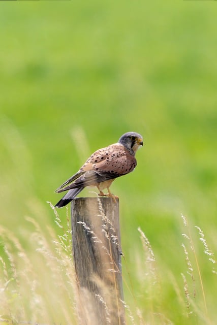 Free download outdoors falcon feathers free picture to be edited with GIMP free online image editor