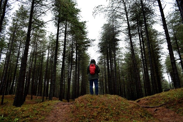 Скачать бесплатно Outdoors Forest Landscape - бесплатное фото или изображение для редактирования с помощью онлайн-редактора изображений GIMP